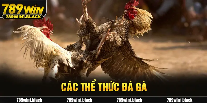 Các Thể Thức Đá Gà - Luật Chọi Gà Chi Tiết Nhất Từ A-Z 1 Các thể thức đá gà